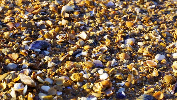 Meer, Strand, Ufer, Perle, Muscheln