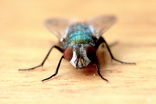 Free Insect Nature photo and picture