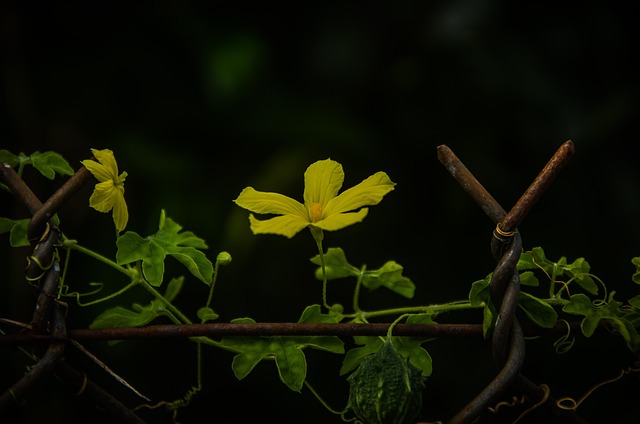 Blume, Pflanze, Blütenblätter, Blüte
