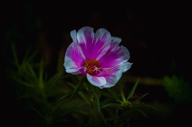 Moosrose, Blume, Pflanze, Pinke Blume