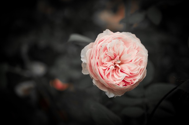 Rosa, Rose, Mac-Hintergrundbild
