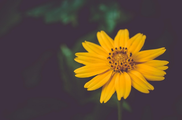 Wedelia, Blume, Pflanze, Gelbe Blume