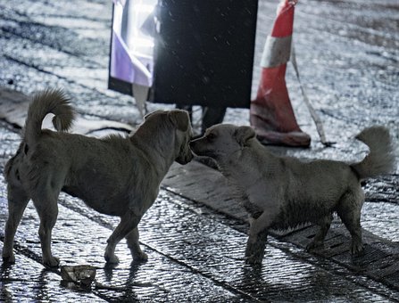 Free Dog Stray Dogs photo and picture