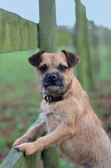 Free Border Terrier Dog photo and picture