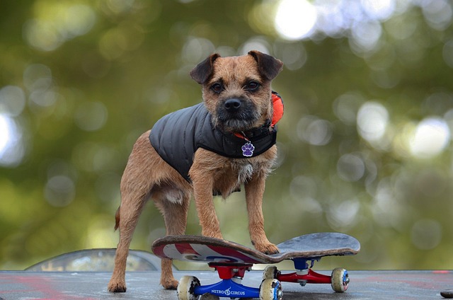 Border Terrier, Hund, Skateboard, Skater