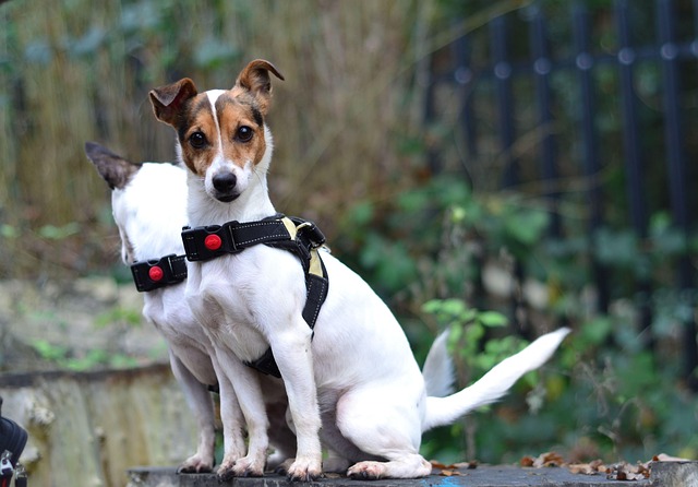 Free Dog Walking Alert photo and picture