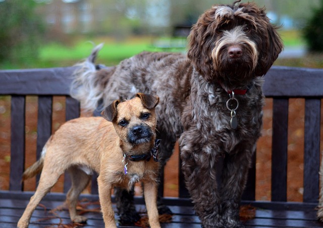 Free Pack Of Dogs Group Of Dogs photo and picture