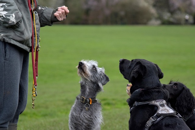 Free Pack Of Dogs Group Of Dogs photo and picture