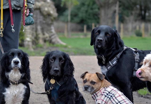 Free Pack Of Dogs Group Of Dogs photo and picture