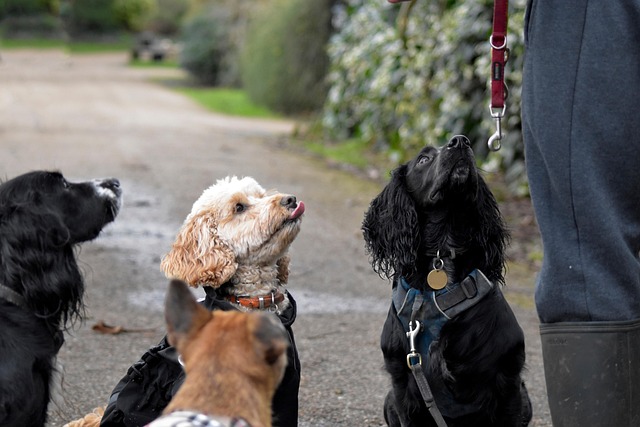 Free Pack Of Dogs Group Of Dogs photo and picture
