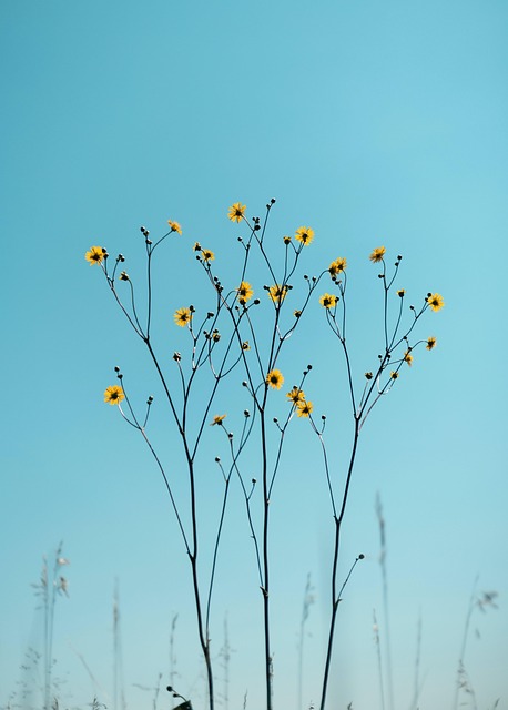 Gelb, Blumen, Frühling, Blüte, Natur
