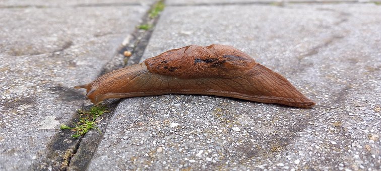 Ermutigen, Schnecke, Natur