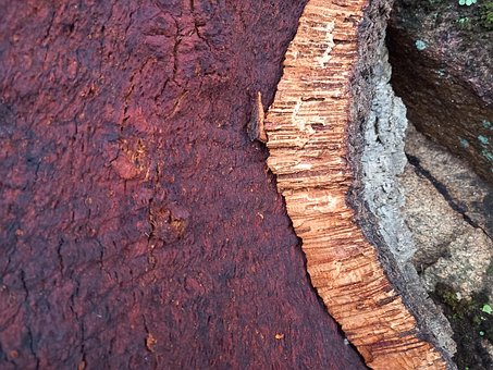 Kork, Kork Eiche, Natur, Baum, Alt
