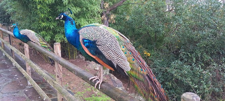 Peacock, Stifte, Vogel, Tier, Bunt