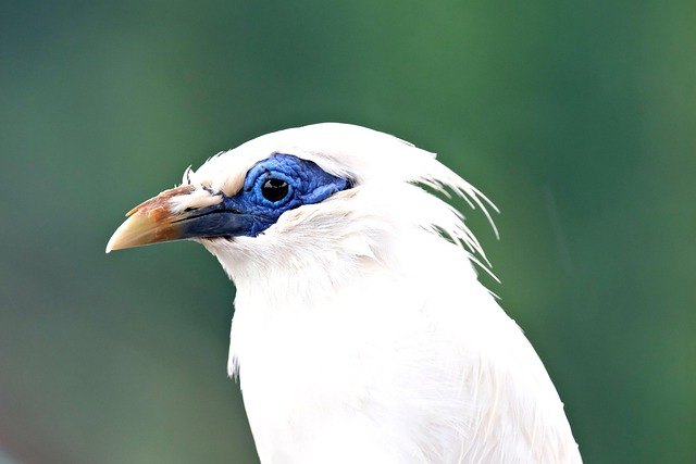 Bali myna, rothschild's mynah, bali starling and nature — photo by ignartonosbg