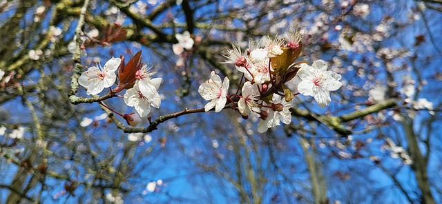 Free Spring Flowers photo and picture