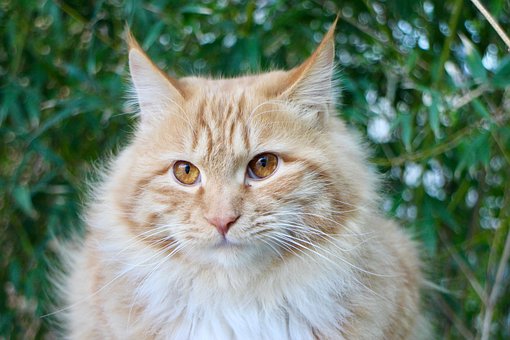 Free Cat Pet photo and picture