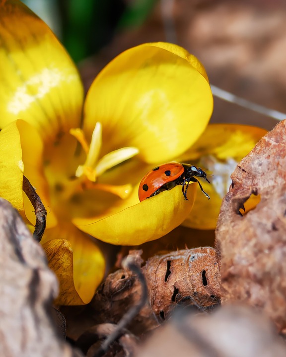  Marienkäfer Insekt Glücksbringer - Free photo on Pixabay - Pixabay Illustration 