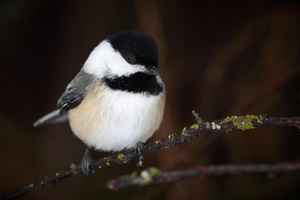 Black-Capped Chickadee Bird - Free photo on Pixabay