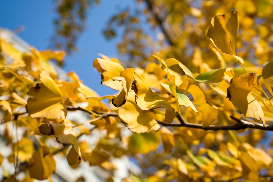 Ginkgo Biloba Autumn Golden - Free photo on Pixabay - Pixabay