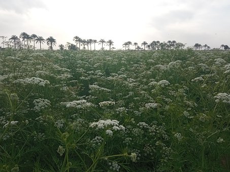 Weiße Blumen, Wildblumen, Palmen, Feld