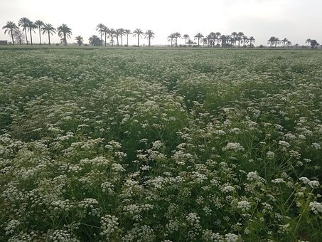 Weiße Blumen, Wildblumen, Feld, Blumen