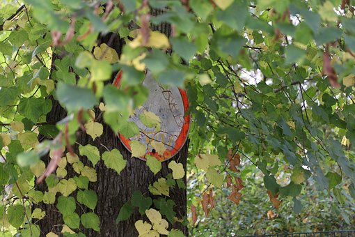 Free Leaf Tree photo and picture