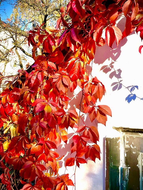 Free Fall House Wall photo and picture
