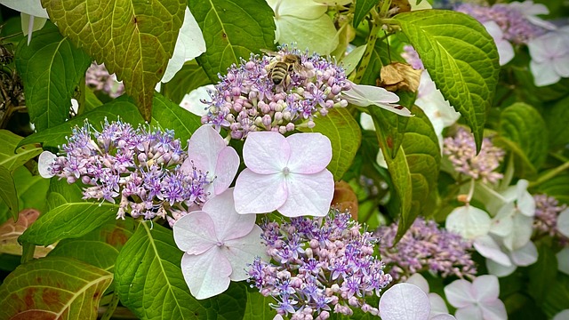 Free Bee Honey photo and picture