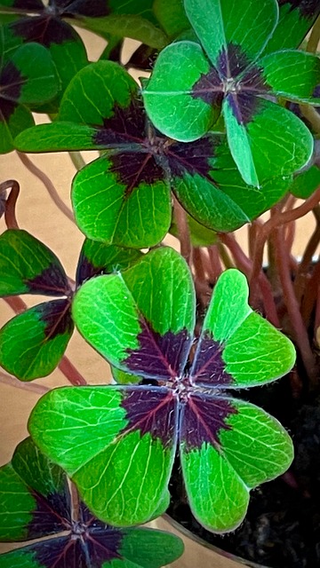 Free Happiness Clover photo and picture