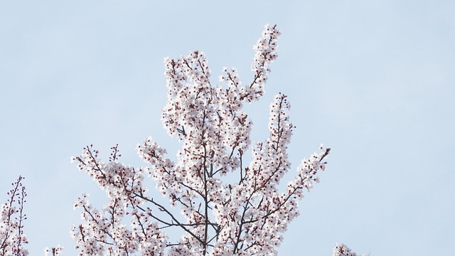 Bloesems, De Lente, Boom, Bloom
