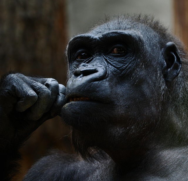Gorilla, Affe, Tier, Primas, Säugetier