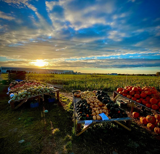 Free Pumpkin Fall photo and picture