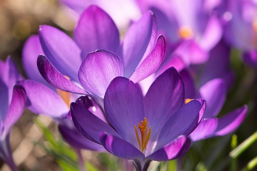 Free Violet Flowers photo and picture