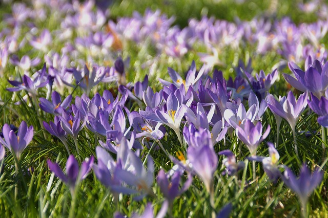 Free Violet Flowers photo and picture