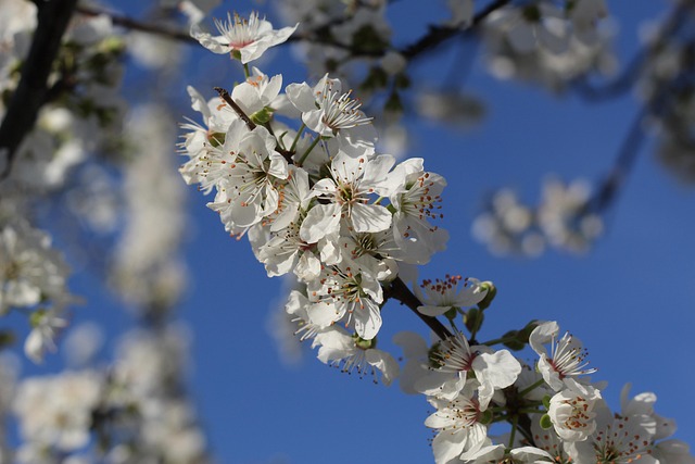 Free White Flowers photo and picture