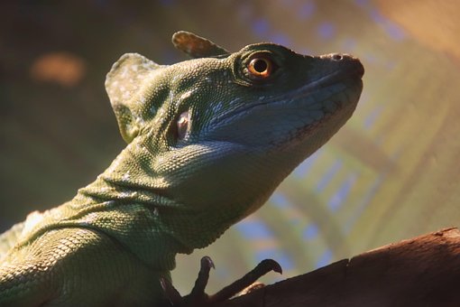 Free Iguana Reptile photo and picture