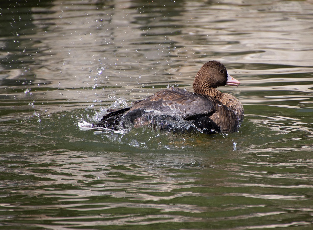 Pato Real Pájaro Aves - Foto gratis en Pixabay - Pixabay