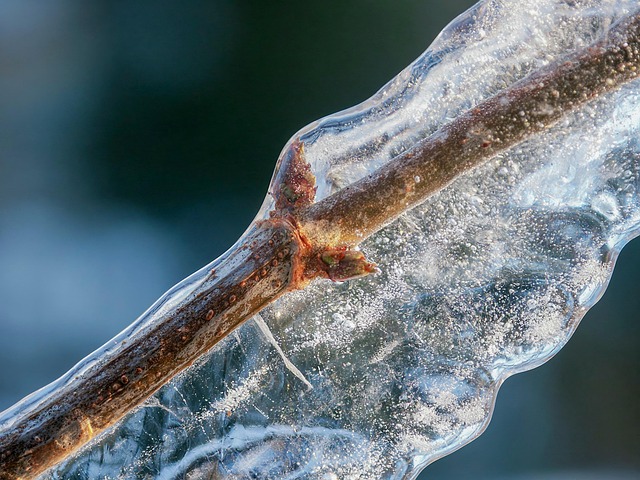 Free Twig Frozen photo and picture
