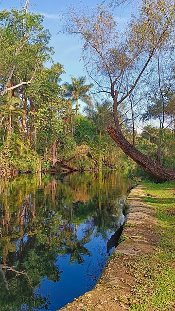 Bäume, Natur, Landschaft, Fluss, Grün