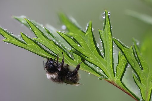 Free Bee Leaf photo and picture
