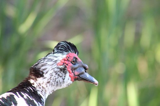 Free Duck Nature photo and picture