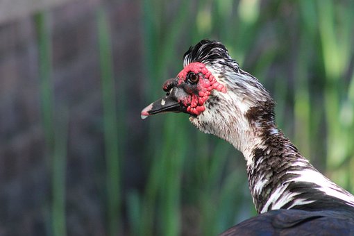 Free Pato Duck photo and picture