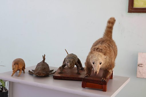 Free Taxidermy Animals photo and picture