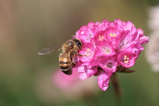 Free Bee Insect photo and picture