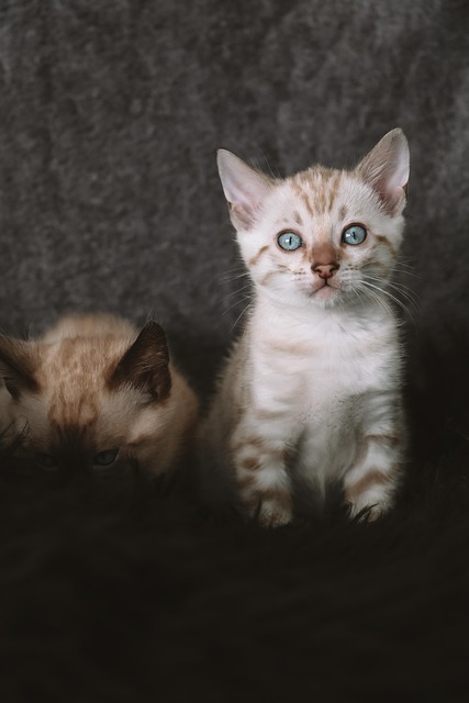 猫, 小猫, 猫科动物, 自然, 动物, 宠物, 国内动物