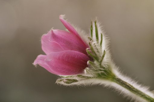 Free Flower Beautiful Flowers photo and picture