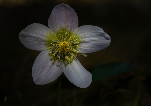 Schwarze Nieswurz, Natur, Balkan-Anemone