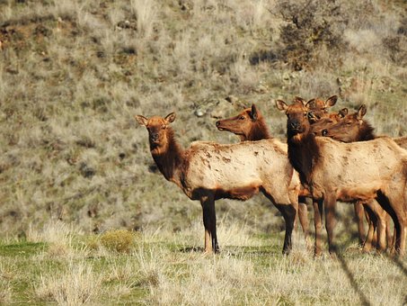 Free Elk Animal photo and picture