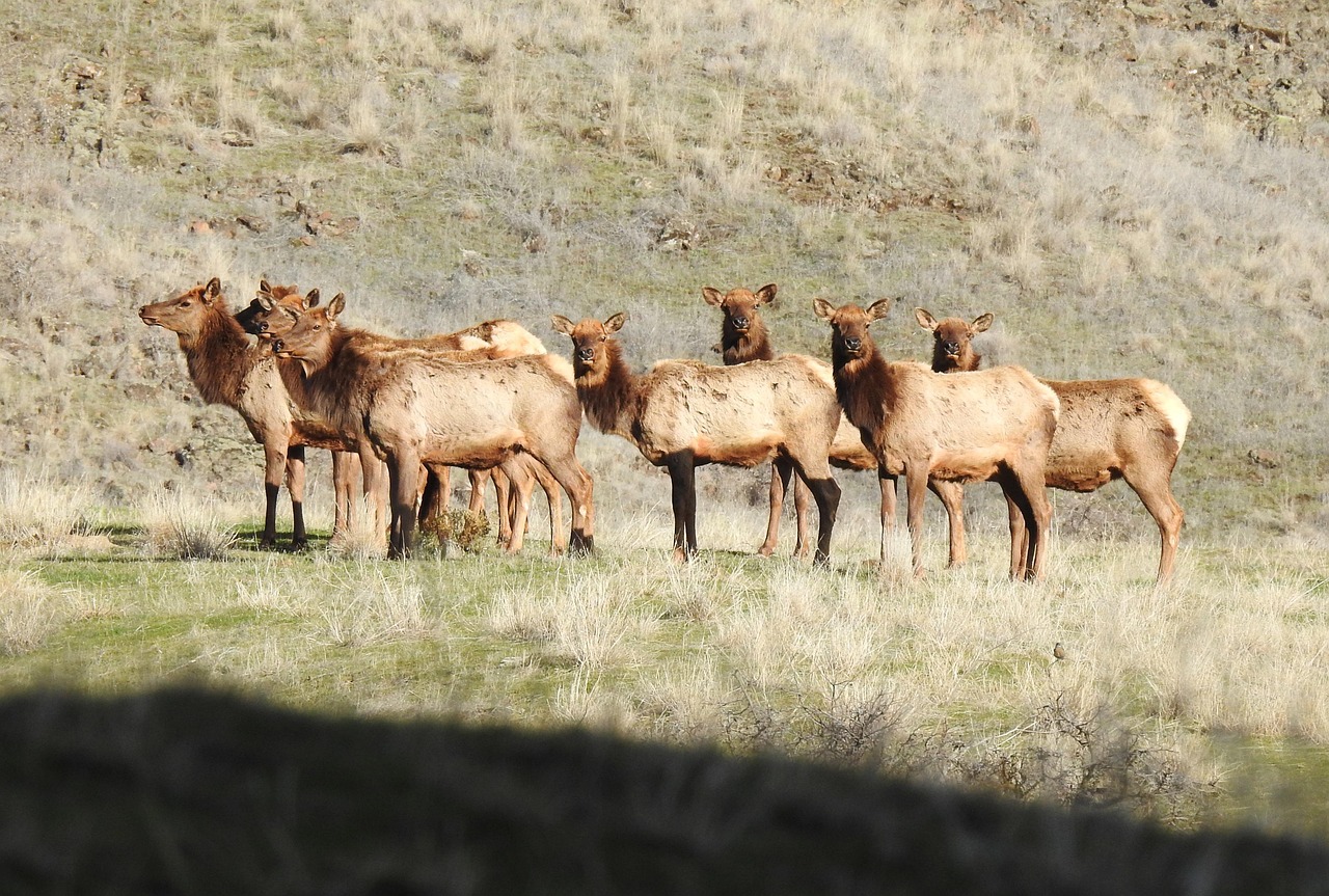 Elk Animal Mammal Free Photo On Pixabay Pixabay